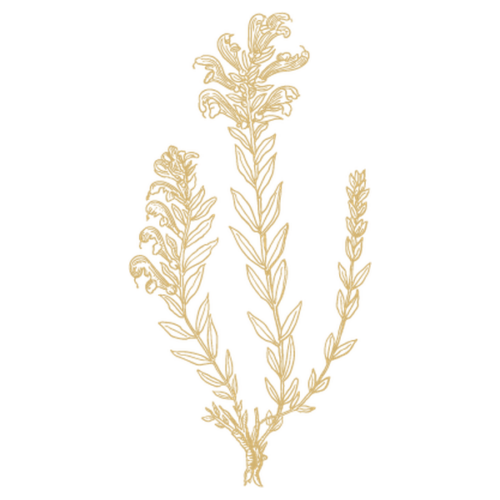 Zeichnung eines Zweigs des Baikal-Helmkrauts