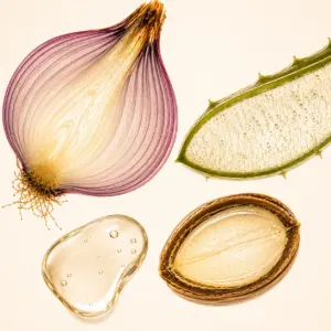 Querschnitt einer roten Zwiebel, eines aufgeschnittenen Aloe-Blattes und einer Arganmandel